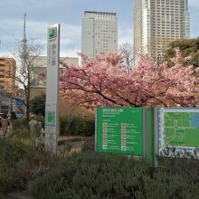 錦糸公園の駅から近い方の入口には、3月上旬、早咲きの桜が。