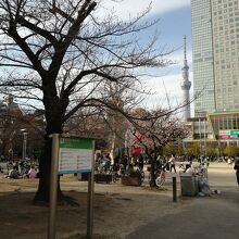 公園の背後にはスカイツリーも見えています。