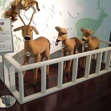 ぬいぐるみには触れませんが間近で見られます