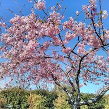 河津桜も綺麗に開花し始めていました