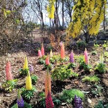 とても綺麗に開花したルピナスの花とミモザ