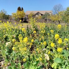 終わりが近づいてきた菜の花