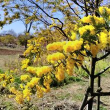 満開のミモザ