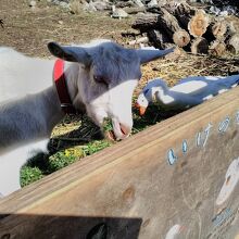 花園の動物の仲間達
