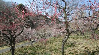 滑川町・城探訪で国営武蔵丘陵森林公園に行きました