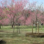 古河総合公園に桃の花を見に行きました
