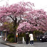 河津桜の発祥地として有名です