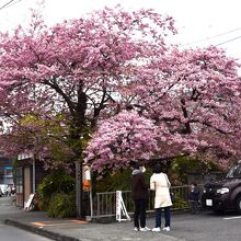 大きな桜に成長して見応えがあります