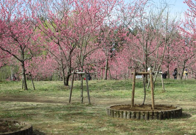 古河総合公園に桃の花を見に行きました