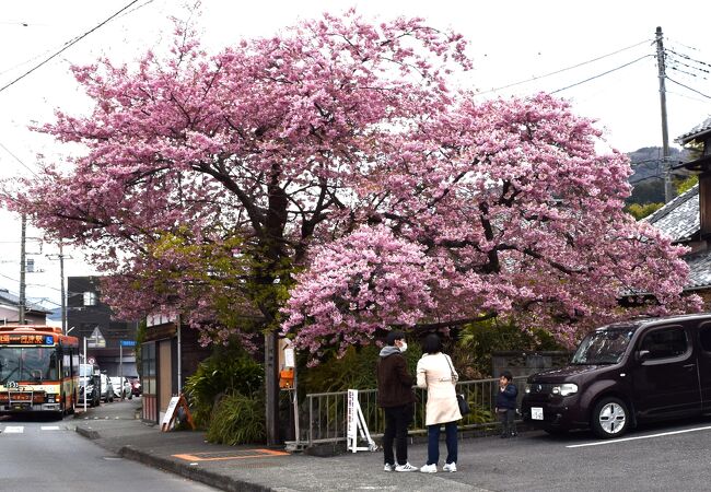 河津桜の発祥地として有名です