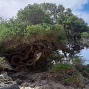 ペー浜に根付いている大きな木です。