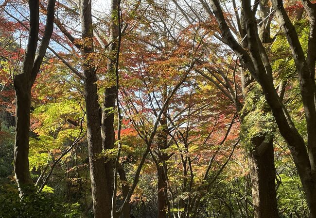 獅子舞の紅葉がきれい