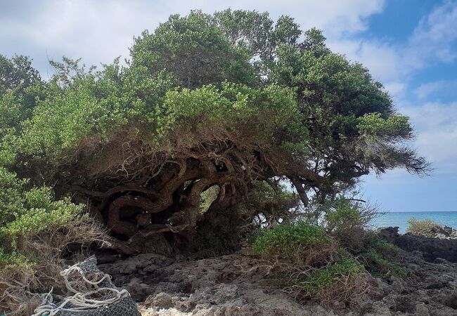 ペー浜に根付いている大きな木です。