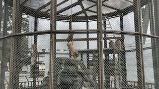 猿が飼育されています