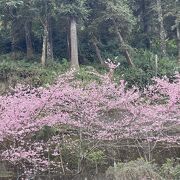 阿里山森林