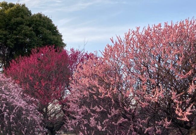 越谷梅林公園 