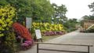 花も咲いています