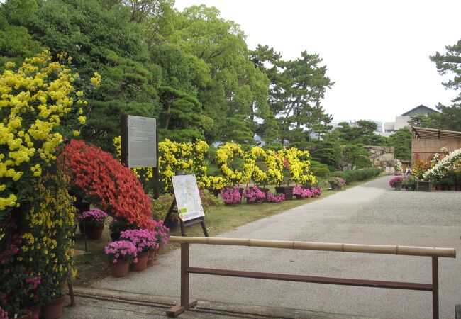 花も咲いています