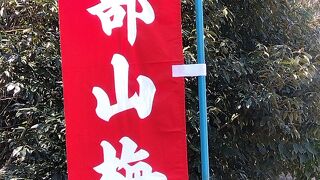 綾部山梅林