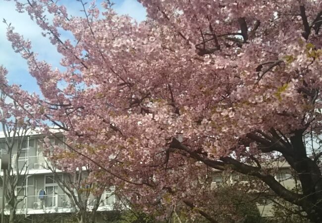 やはり梅の開花時期が一番。河津さくらも大きく成長