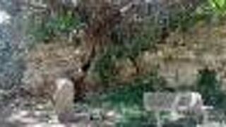 かつての豪族の城跡です