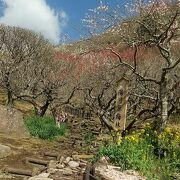 幕山の斜面に広がる梅林