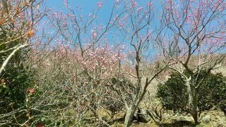 梅の季節は露店が出て賑やかです