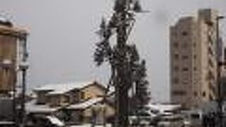 樹齢４００年を超える巨木