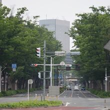 前橋駅前けやき並木通り