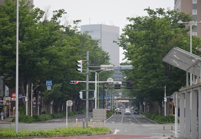 前橋駅前けやき並木通り