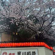 境内の桜が満開でした