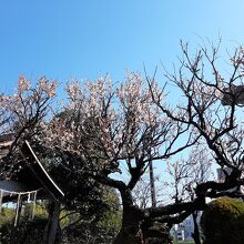 梅の花がきれい。