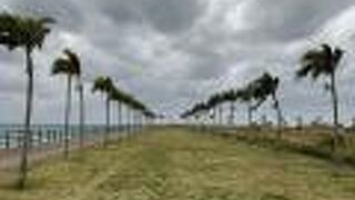 ヤシの木ロード