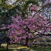 京都の真ん中にある御所