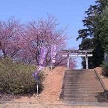 西屋敷ぶっしょうの河津桜