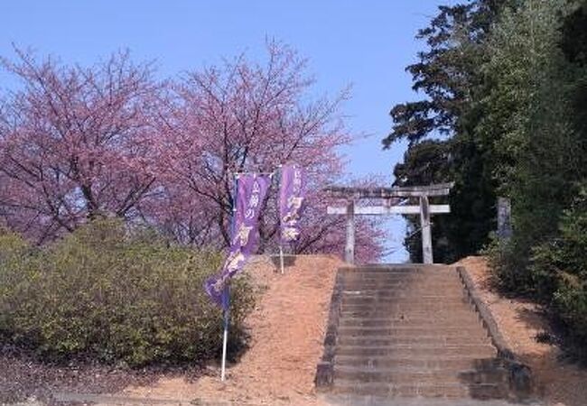 西屋敷ぶっしょうの河津桜