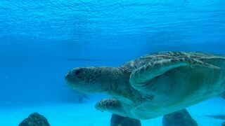 大きな水槽越しにたくさんのウミガメを見られる