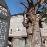 ミカンの木も