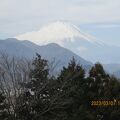 河津桜と菜の花のコラボレーション