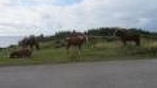 与那国馬が放牧