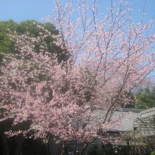 三月上旬で満開だった大寒桜の様子