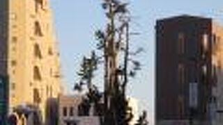 すっくと立っています