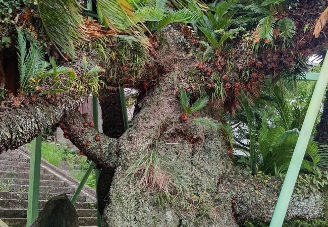 ソテツ 大株 直径25～30 地上部1m以上 （ソテツ|8号鉢｜ヤシの木