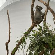 台北市立動物園