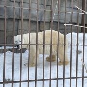 北海道ならではの冬の動物園を楽しめました