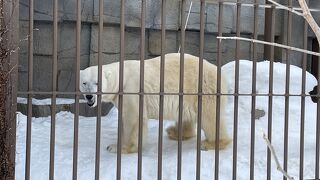 北海道ならではの冬の動物園を楽しめました