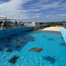 ウミガメ館の上にある産卵用の砂場