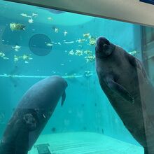 大水槽で泳ぐマナティー