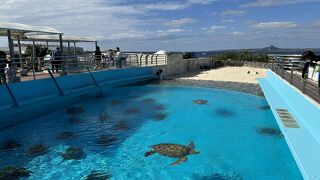 水槽の上には、ウミガメの砂浜がある
