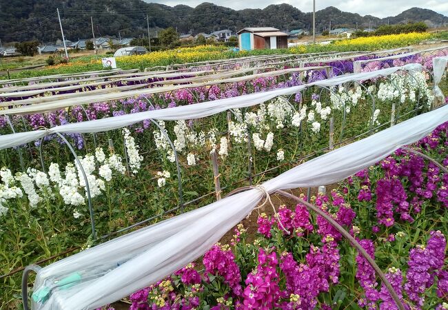 千田の花畑